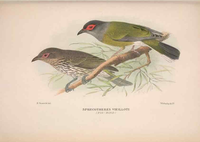 Reproducción/Reproduction 48684982772: The Birds of Australia. London :Witherby & Co.,1910-1927.. 