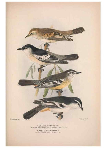 Reproducción/Reproduction 48684809521: The Birds of Australia. London :Witherby & Co.,1910-1927.. 