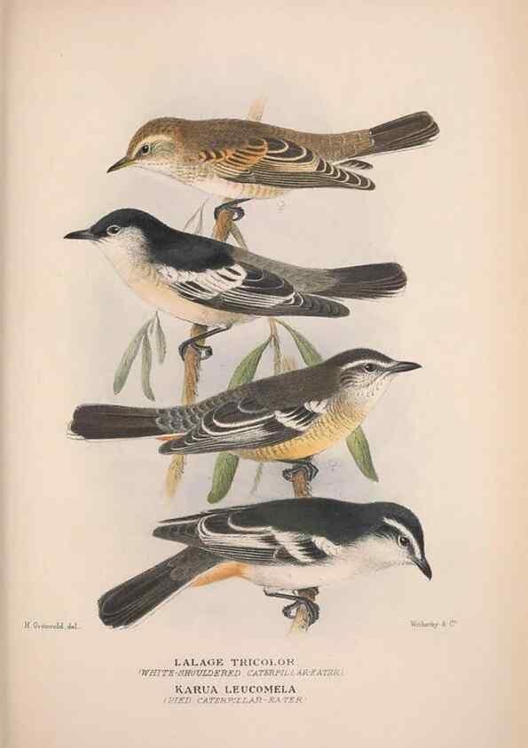 Reproducción/Reproduction 48684809521: The Birds of Australia. London :Witherby & Co.,1910-1927.. 