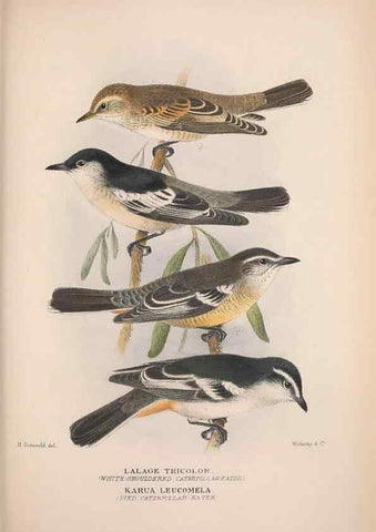 Reproducción/Reproduction 48684809521: The Birds of Australia. London :Witherby & Co.,1910-1927.. 