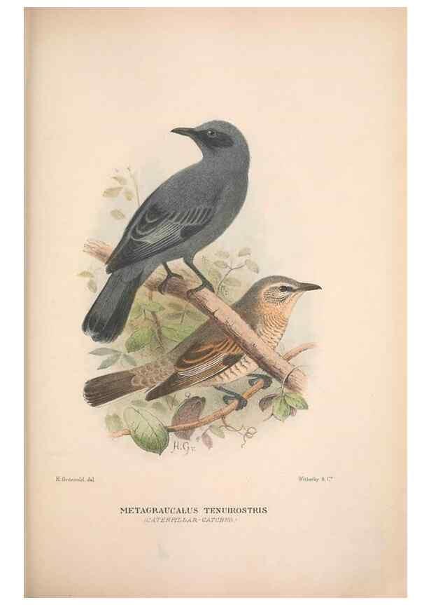 Reproducción/Reproduction 48684809216: The Birds of Australia. London :Witherby & Co.,1910-1927.. 