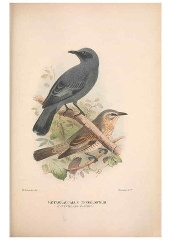 Reproducción/Reproduction 48684809216: The Birds of Australia. London :Witherby & Co.,1910-1927.. 