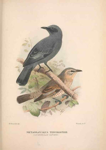 Reproducción/Reproduction 48684809216: The Birds of Australia. London :Witherby & Co.,1910-1927.. 