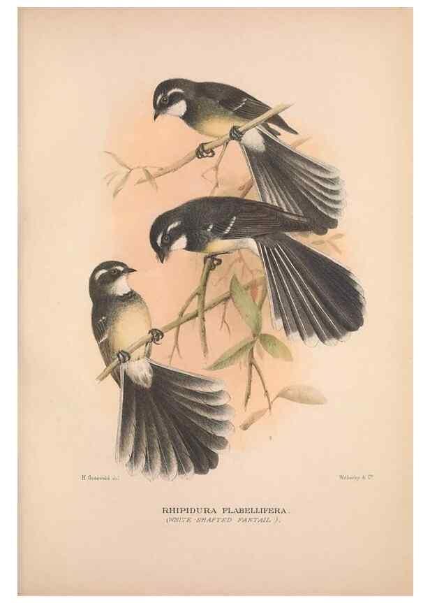 Reproducción/Reproduction 48684804101: The Birds of Australia. London :Witherby & Co.,1910-1927.. 