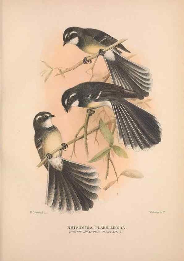 Reproducción/Reproduction 48684804101: The Birds of Australia. London :Witherby & Co.,1910-1927.. 
