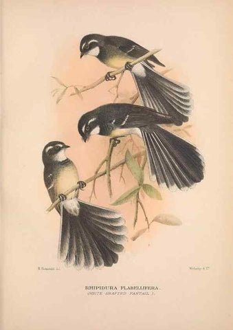 Reproducción/Reproduction 48684804101: The Birds of Australia. London :Witherby & Co.,1910-1927.. 