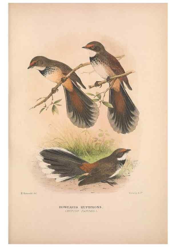 Reproducción/Reproduction 48684464808: The Birds of Australia. London :Witherby & Co.,1910-1927.. 