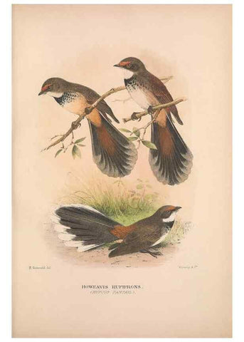 Reproducción/Reproduction 48684464808: The Birds of Australia. London :Witherby & Co.,1910-1927.. 