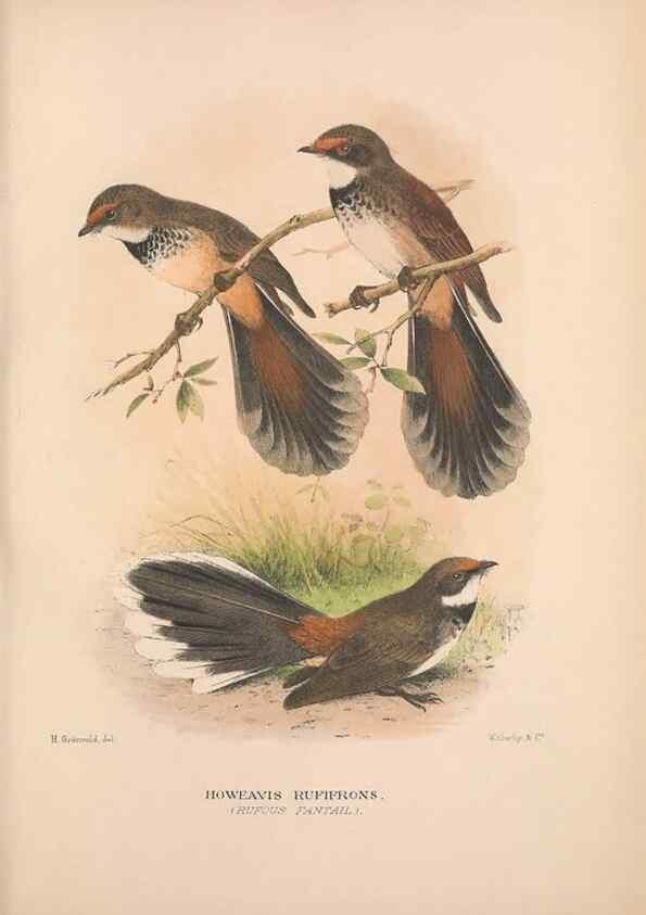Reproducción/Reproduction 48684464808: The Birds of Australia. London :Witherby & Co.,1910-1927.. 
