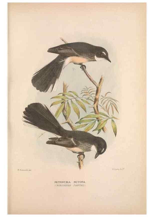 Reproducción/Reproduction 48684804941: The Birds of Australia. London :Witherby & Co.,1910-1927.. 