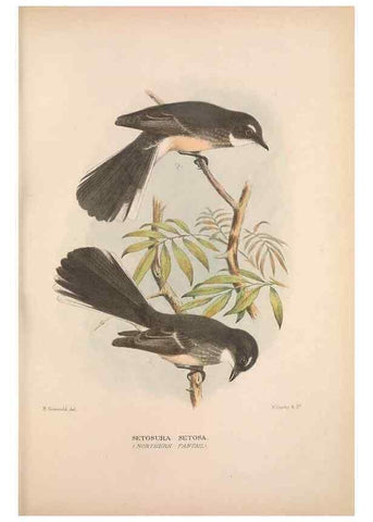 Reproducción/Reproduction 48684804941: The Birds of Australia. London :Witherby & Co.,1910-1927.. 