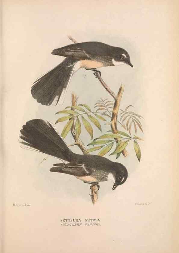 Reproducción/Reproduction 48684804941: The Birds of Australia. London :Witherby & Co.,1910-1927.. 