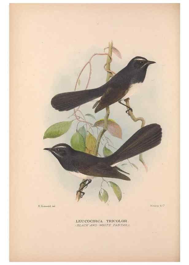 Reproducción/Reproduction 48684465723: The Birds of Australia. London :Witherby & Co.,1910-1927.. 