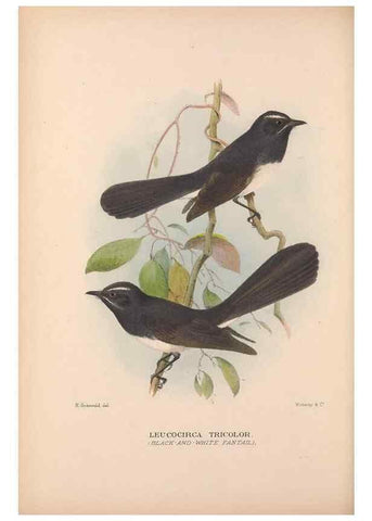 Reproducción/Reproduction 48684465723: The Birds of Australia. London :Witherby & Co.,1910-1927.. 