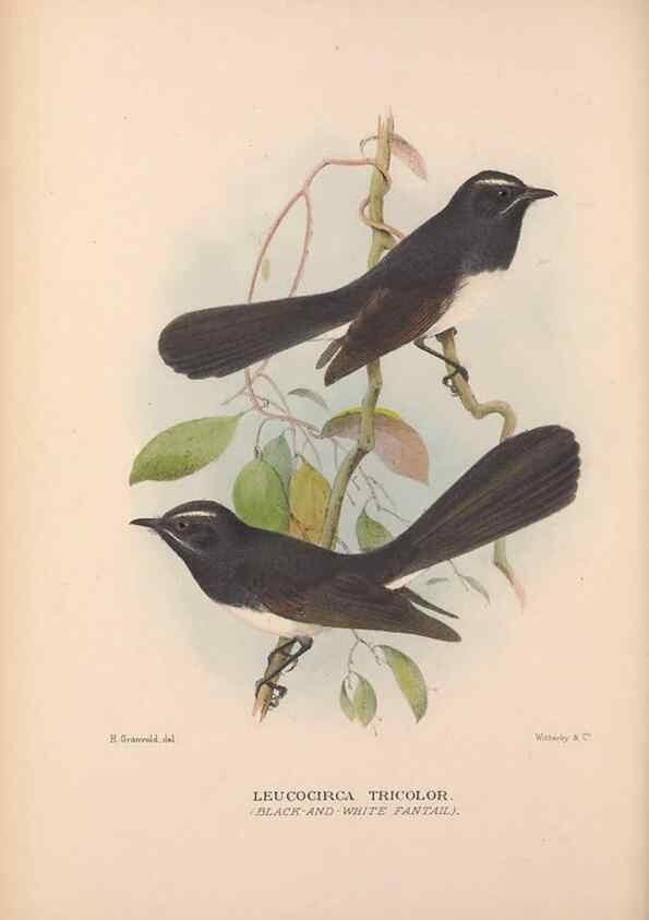 Reproducción/Reproduction 48684465723: The Birds of Australia. London :Witherby & Co.,1910-1927.. 