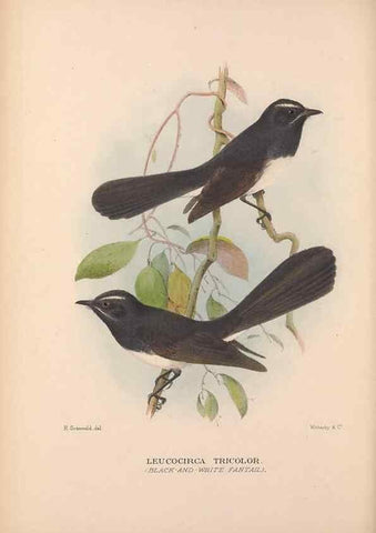 Reproducción/Reproduction 48684465723: The Birds of Australia. London :Witherby & Co.,1910-1927.. 