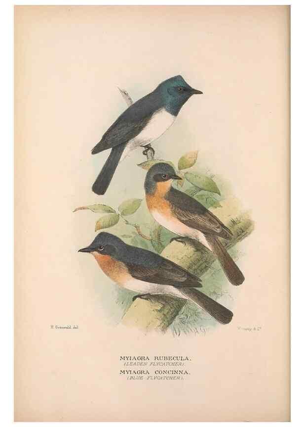 Reproducción/Reproduction 48684466093: The Birds of Australia. London :Witherby & Co.,1910-1927.. 