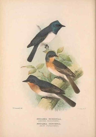Reproducción/Reproduction 48684466093: The Birds of Australia. London :Witherby & Co.,1910-1927.. 