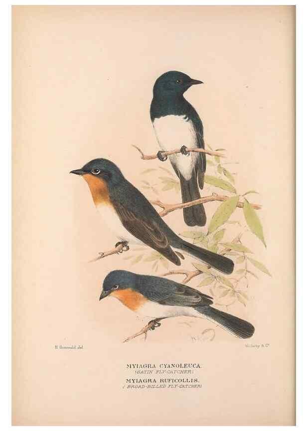 Reproducción/Reproduction 48684805986: The Birds of Australia. London :Witherby & Co.,1910-1927.. 