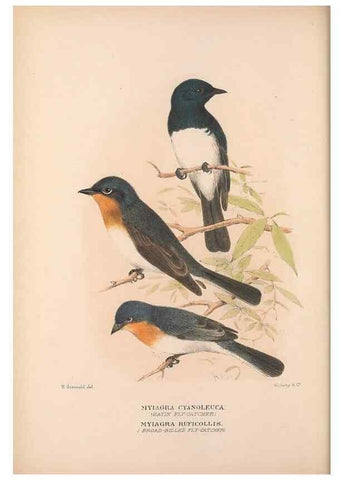 Reproducción/Reproduction 48684805986: The Birds of Australia. London :Witherby & Co.,1910-1927.. 
