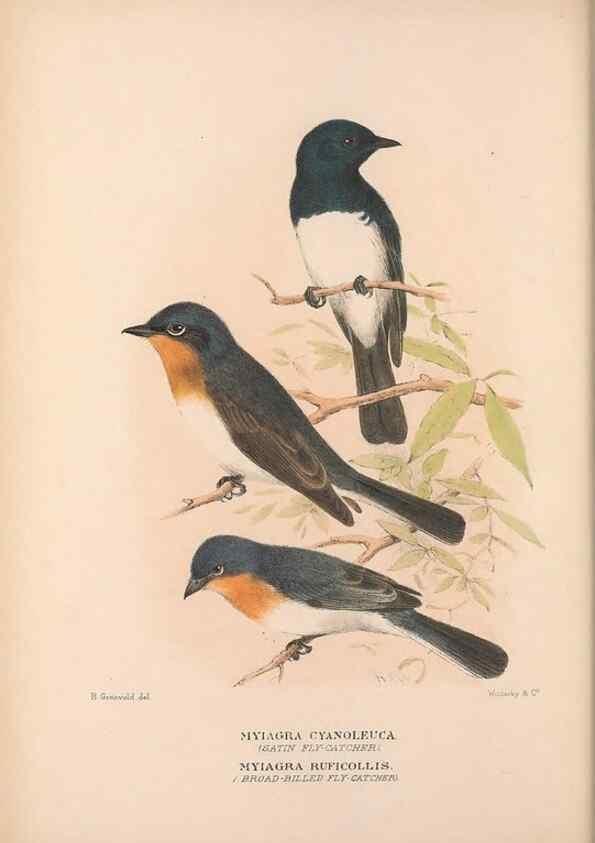 Reproducción/Reproduction 48684805986: The Birds of Australia. London :Witherby & Co.,1910-1927.. 