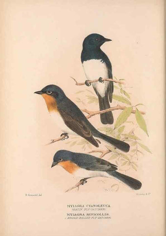 Reproducción/Reproduction 48684805986: The Birds of Australia. London :Witherby & Co.,1910-1927.. 