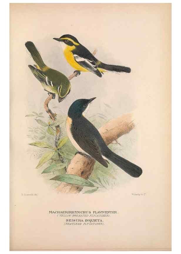 Reproducción/Reproduction 48684806351: The Birds of Australia. London :Witherby & Co.,1910-1927.. 