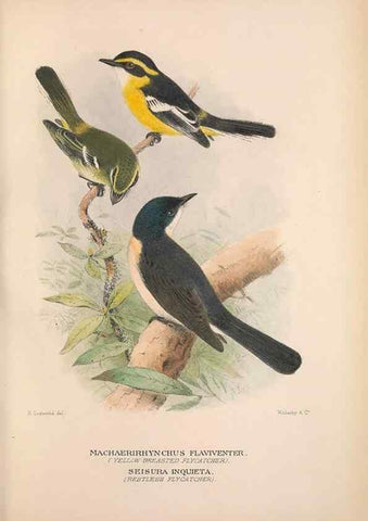 Reproducción/Reproduction 48684806351: The Birds of Australia. London :Witherby & Co.,1910-1927.. 