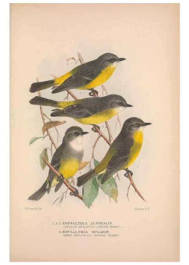 Reproducción/Reproduction 48684910707: The Birds of Australia. London :Witherby & Co.,1910-1927.. 