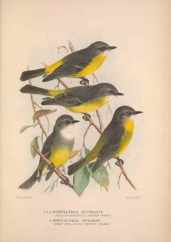 Reproducción/Reproduction 48684910707: The Birds of Australia. London :Witherby & Co.,1910-1927.. 