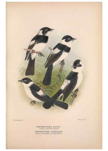 Reproducción/Reproduction 48684467063: The Birds of Australia. London :Witherby & Co.,1910-1927.. 