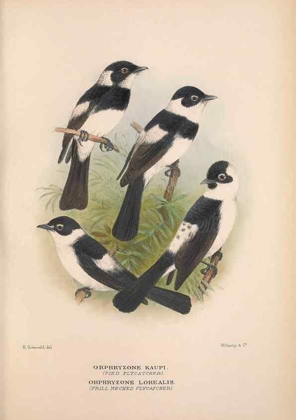 Reproducción/Reproduction 48684467063: The Birds of Australia. London :Witherby & Co.,1910-1927.. 