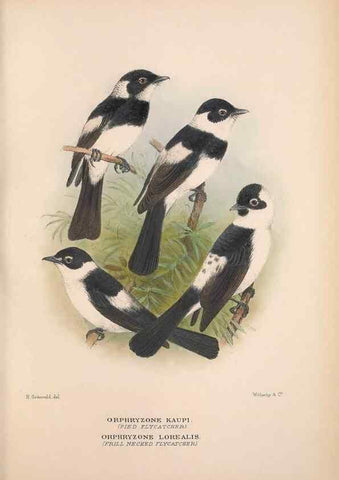 Reproducción/Reproduction 48684467063: The Birds of Australia. London :Witherby & Co.,1910-1927.. 