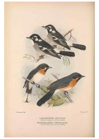 Reproducción/Reproduction 48684980142: The Birds of Australia. London :Witherby & Co.,1910-1927.. 