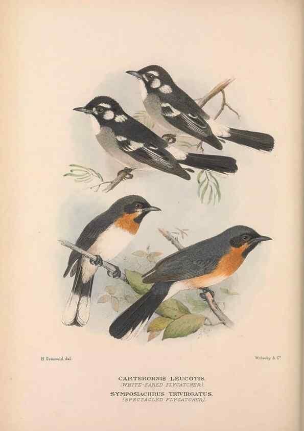 Reproducción/Reproduction 48684980142: The Birds of Australia. London :Witherby & Co.,1910-1927.. 