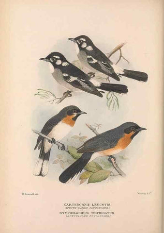 Reproducción/Reproduction 48684980142: The Birds of Australia. London :Witherby & Co.,1910-1927.. 