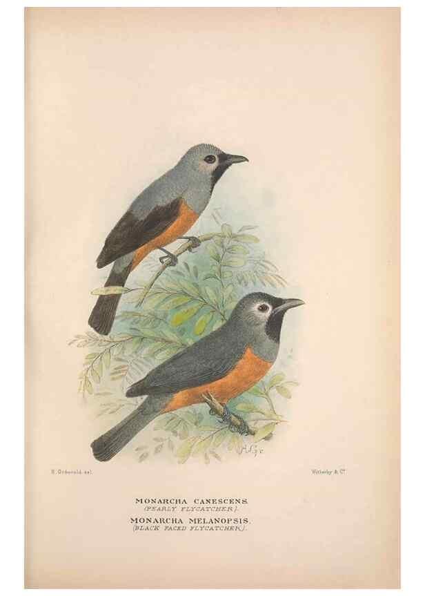 Reproducción/Reproduction 48684807461: The Birds of Australia. London :Witherby & Co.,1910-1927.. 