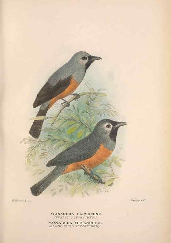 Reproducción/Reproduction 48684807461: The Birds of Australia. London :Witherby & Co.,1910-1927.. 