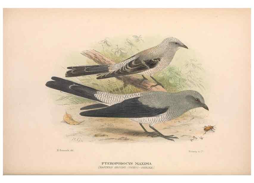 Reproducción/Reproduction 48684807781: The Birds of Australia. London :Witherby & Co.,1910-1927.. 