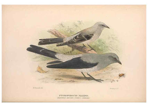 Reproducción/Reproduction 48684807781: The Birds of Australia. London :Witherby & Co.,1910-1927.. 