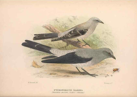 Reproducción/Reproduction 48684807781: The Birds of Australia. London :Witherby & Co.,1910-1927.. 
