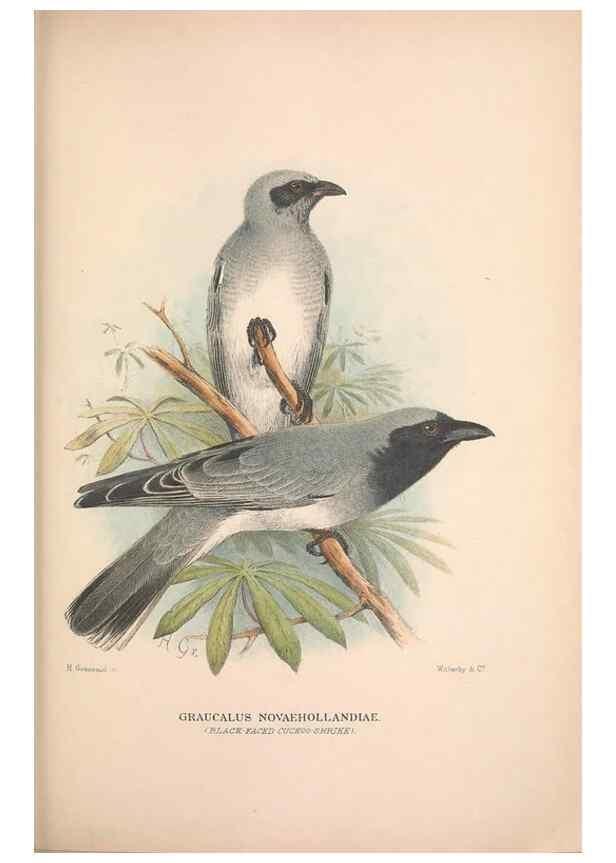 Reproducción/Reproduction 48684808096: The Birds of Australia. London :Witherby & Co.,1910-1927.. 