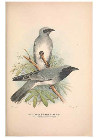 Reproducción/Reproduction 48684808096: The Birds of Australia. London :Witherby & Co.,1910-1927.. 