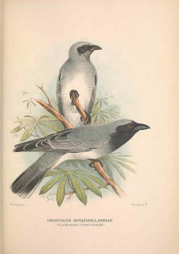 Reproducción/Reproduction 48684808096: The Birds of Australia. London :Witherby & Co.,1910-1927.. 