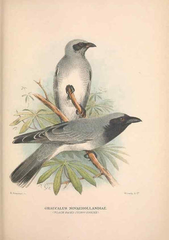 Reproducción/Reproduction 48684808096: The Birds of Australia. London :Witherby & Co.,1910-1927.. 