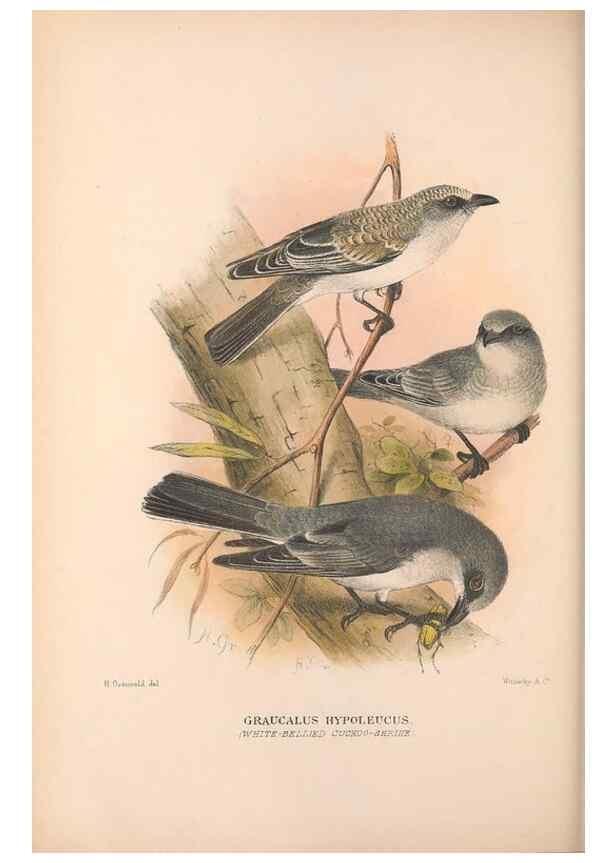 Reproducción/Reproduction 48684808351: The Birds of Australia. London :Witherby & Co.,1910-1927.. 