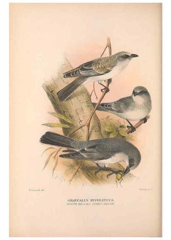 Reproducción/Reproduction 48684808351: The Birds of Australia. London :Witherby & Co.,1910-1927.. 