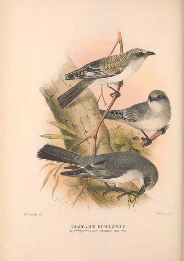 Reproducción/Reproduction 48684808351: The Birds of Australia. London :Witherby & Co.,1910-1927.. 