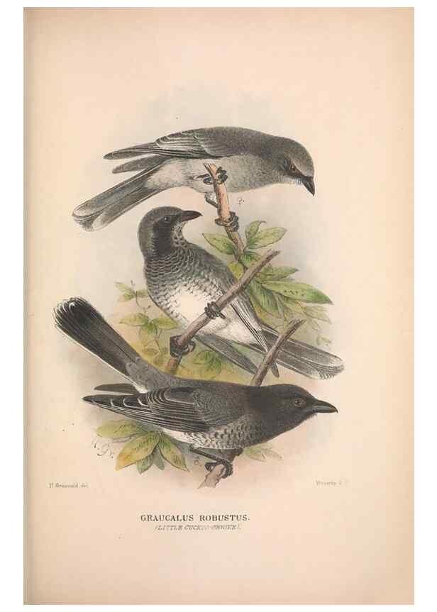 Reproducción/Reproduction 48684981597: The Birds of Australia. London :Witherby & Co.,1910-1927.. 