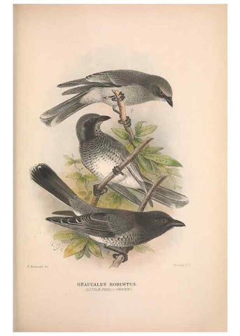 Reproducción/Reproduction 48684981597: The Birds of Australia. London :Witherby & Co.,1910-1927.. 